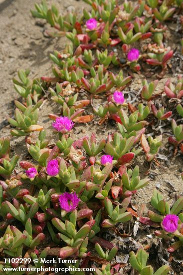 Carpobrotus chilensis