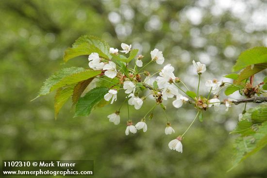 Prunus avium