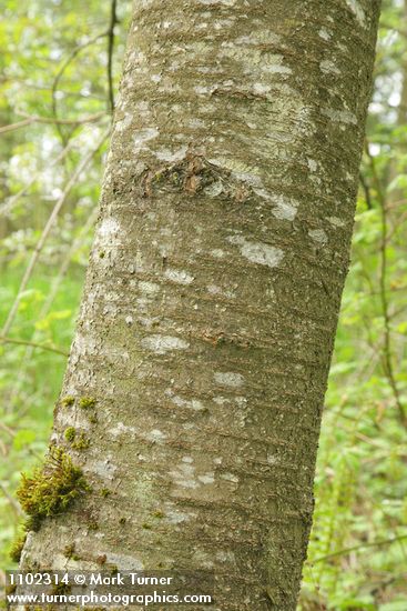 Prunus avium