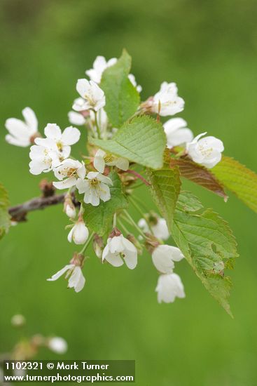 Prunus avium