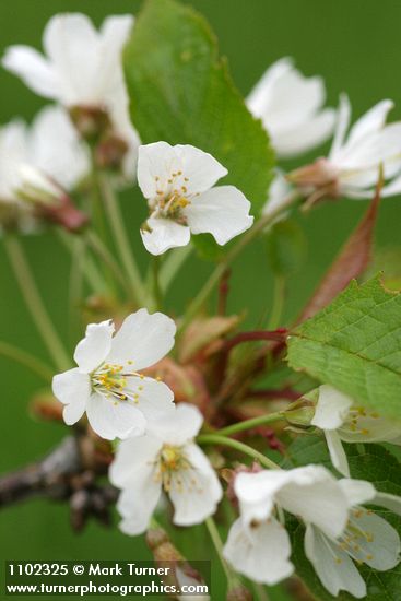 Prunus avium