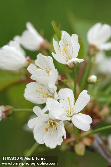 Prunus avium