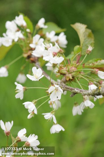 Prunus avium