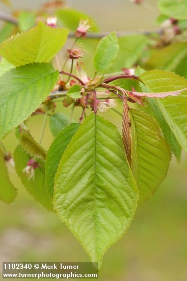 Prunus avium