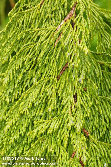 Thuja plicata