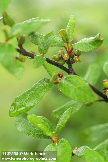 Shepherdia canadensis