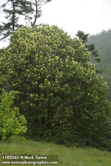 Arbutus menziesii