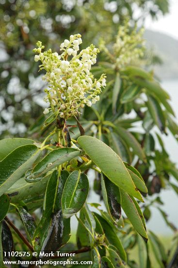 Arbutus menziesii