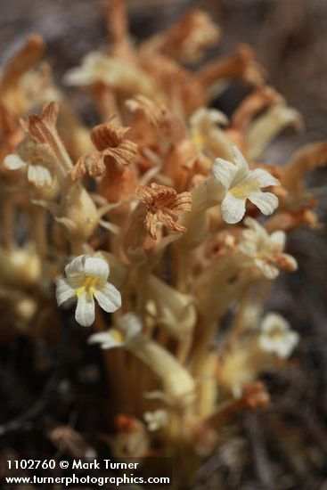 Orobanche fasciculata