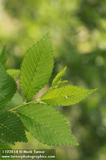 Ulmus pumila