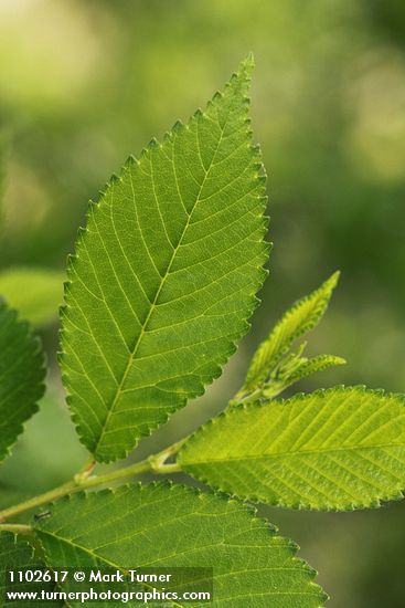 Ulmus pumila