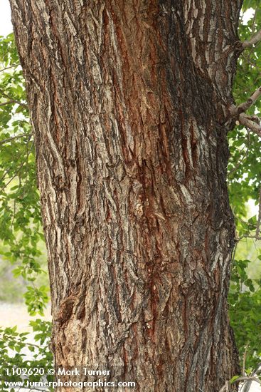 Ulmus pumila