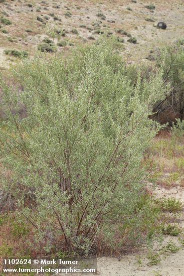 Salix sessilifolia