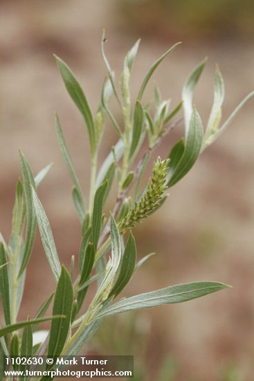 Salix sessilifolia