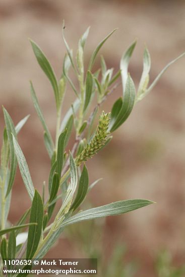 Salix sessilifolia