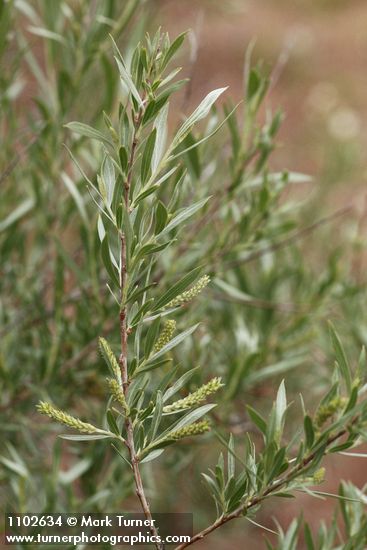 Salix sessilifolia