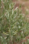 Sandbar Willow female aments & foliage