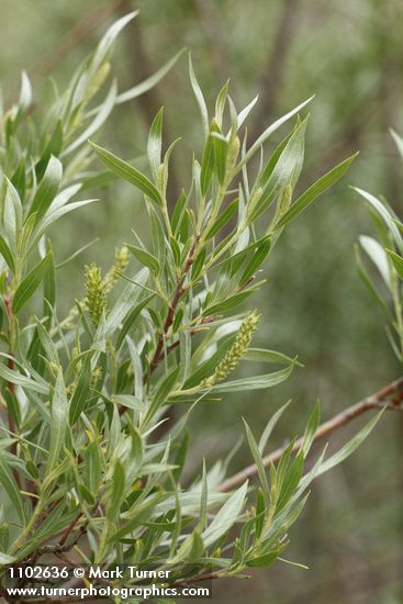 Salix sessilifolia