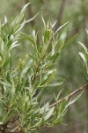 Sandbar Willow female aments & foliage