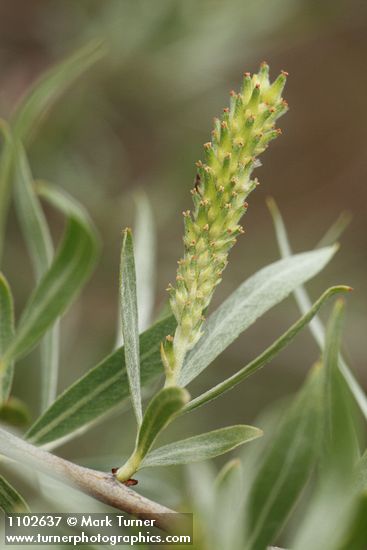 Salix sessilifolia