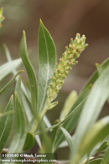 Salix sessilifolia