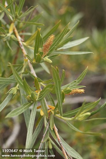 Salix sessilifolia