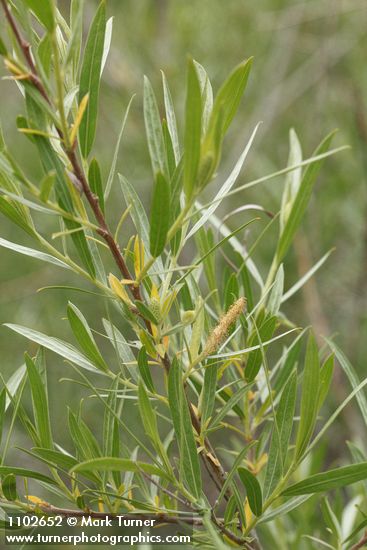 Salix sessilifolia