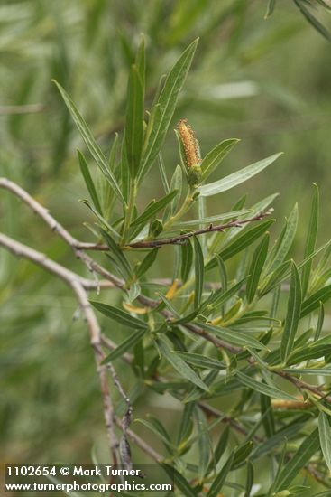 Salix sessilifolia