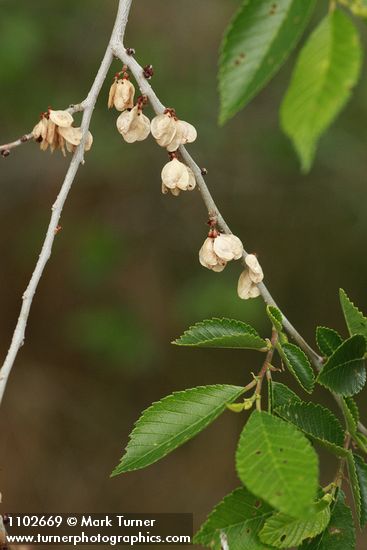 Ulmus pumila