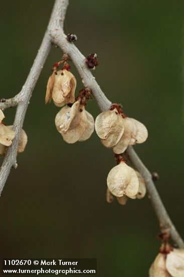 Ulmus pumila