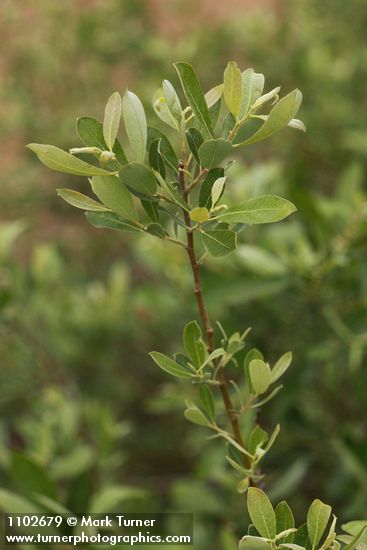 Salix bebbiana