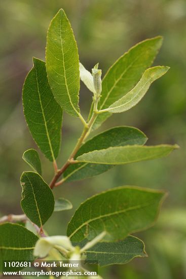 Salix bebbiana