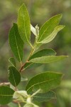 Bebb Willow foliage detail