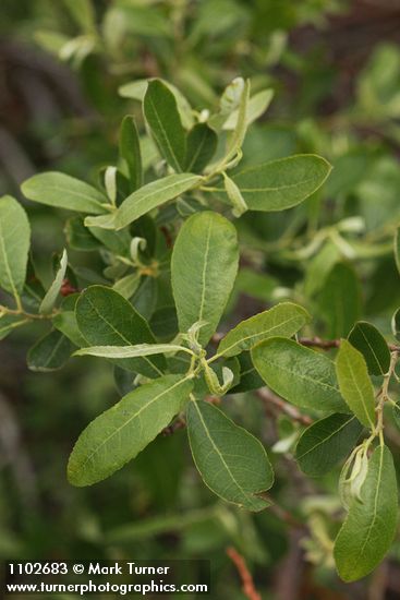 Salix bebbiana