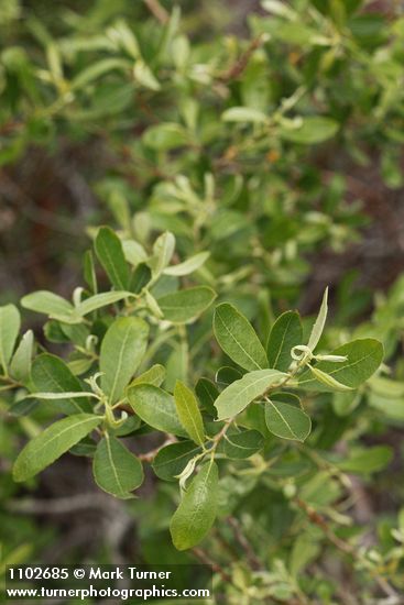 Salix bebbiana