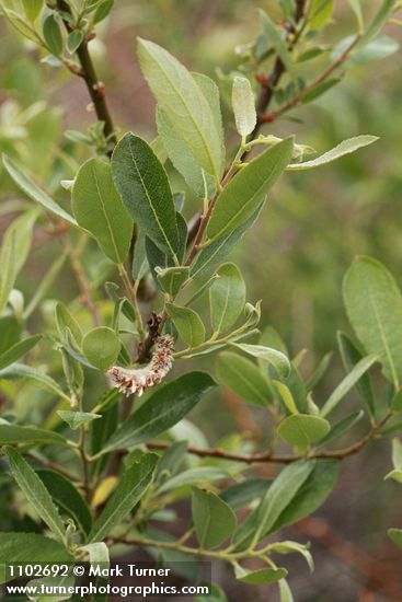 Salix bebbiana