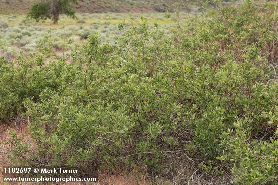 Salix bebbiana