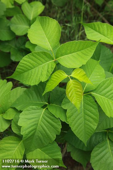 Toxicodendron rydbergii