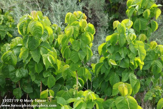 Toxicodendron rydbergii