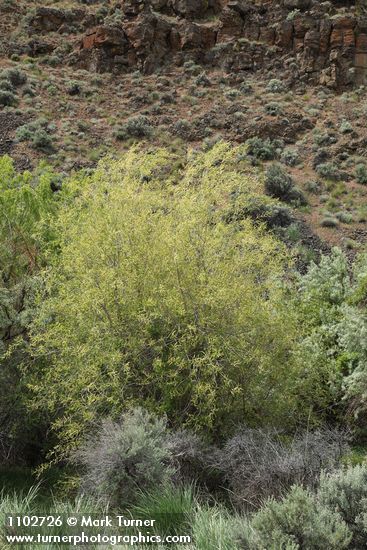 Salix amygdaloides