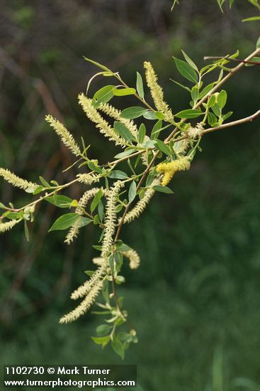 Salix amygdaloides