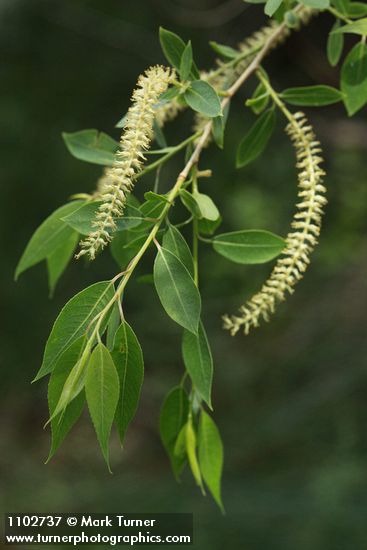 Salix amygdaloides