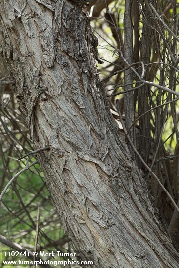 Salix amygdaloides