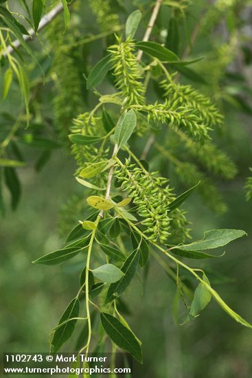 Salix amygdaloides