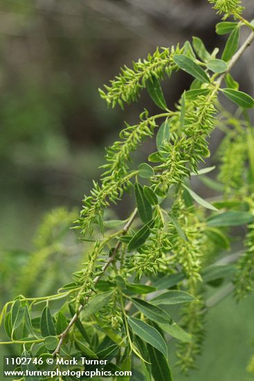 Salix amygdaloides