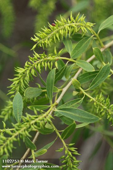 Salix amygdaloides