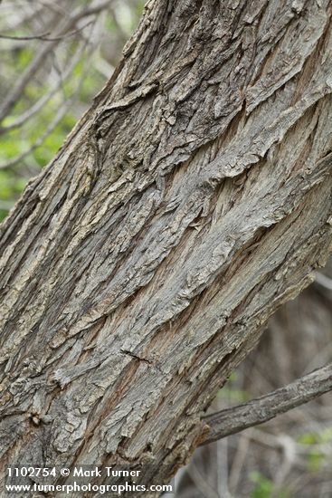 Salix amygdaloides