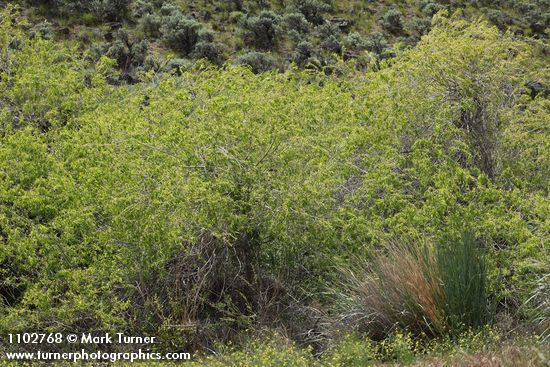 Salix amygdaloides