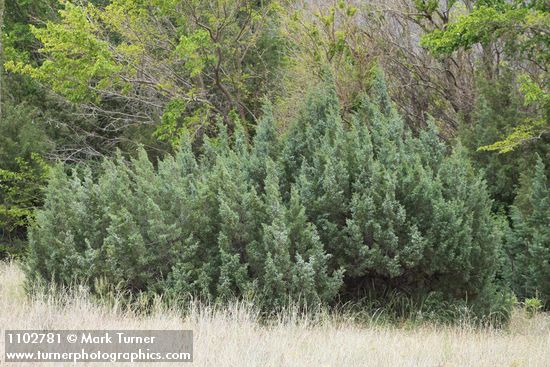 Juniperus scopulorum