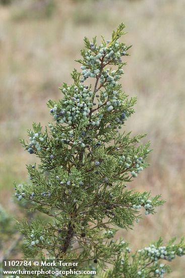 Juniperus scopulorum